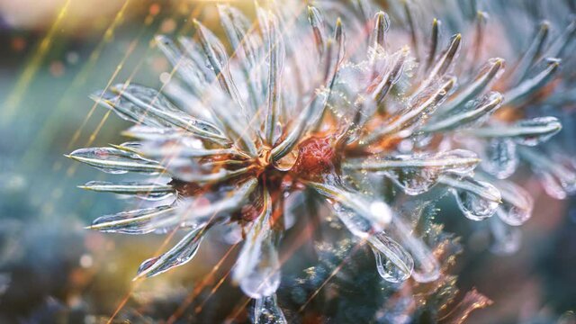 pine branch in ice energy a stream of luminous particles, a cycle of a stream of luminous particles. light effects moving and flexible lines in abstract style profit energy meditation