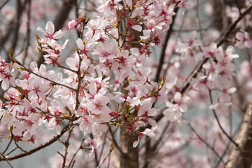 満開の桜