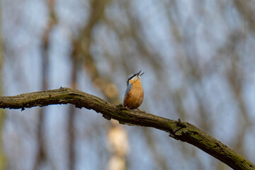 spring signing bird