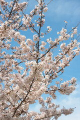 満開の桜と青空３