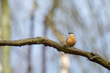 spring bird