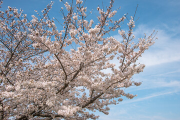満開の桜と青空４