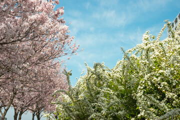 青空の下の桜と雪柳