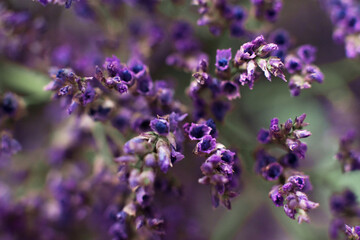 macrophotography of limonium blue flowers. beautiful floral background