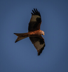 Red Kite in flight, with a blue sky