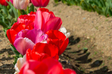 チューリップ畑７