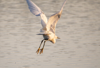 Little Egret flying away from the camera, across a gently rippling river. 