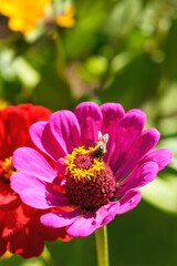 Bee and flower. Close up of a striped bee collecting pollen on a pink flower on a Sunny bright day. Summer and spring backgrounds. Vertical photo