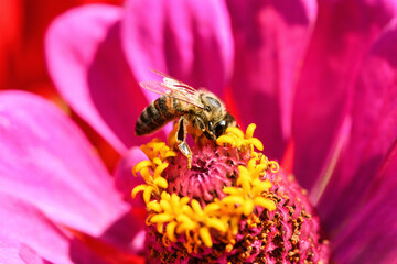 Bee and flower. Close up of a large striped bee collecting pollen on a pink flower on a Sunny bright day. Summer and spring backgrounds. Macro, close up