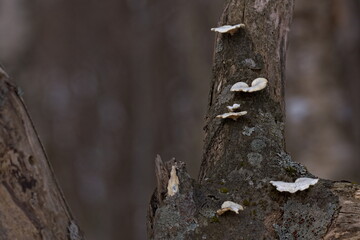 朽ちた木に生えた苔と茸
