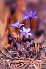 Hepatica nobilis. Fioletowe kwiaty leśnych przylaszczek.  © anettastar