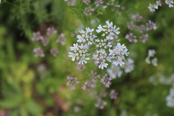 Coriander, Coriandrum sativum in an organic garden.   It is also known as Chinese parsley. All parts of the plant are edible. Nature and food concept.         