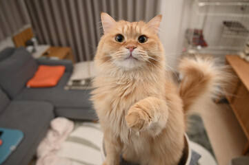 おやつがほしい猫（マンチカン）