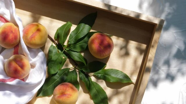 Freshly picked organic peaches on a tray in the summer sunshine with leaves