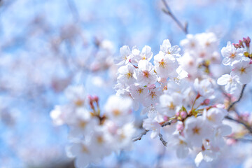 見頃を迎えた桜