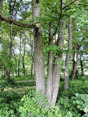 trees in the forest