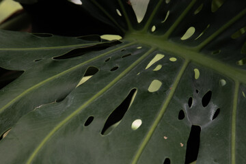 Fototapeta na wymiar Close up texture and pattern of Fresh Green Leaves