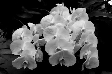 Fototapeta na wymiar Black and white orchid