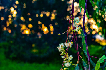 Eucalyptus branch with flowers and leaves during spring with blurry shinny background