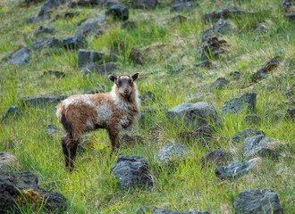 a lamb in the mountains
