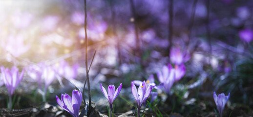 Magischer Hintergrund mit violetten Krokussen auf einer Waldwese von hinten von der Sonne angestrahlt