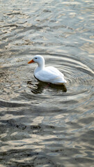 White Duck