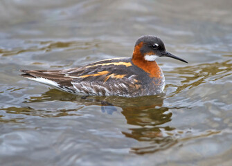 Red-necked Phalarope