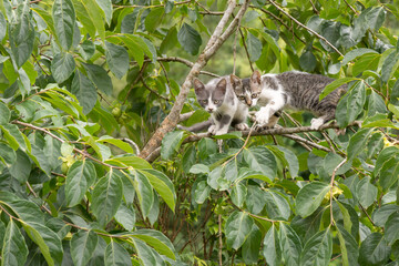 Obraz premium Baby cats on a branch tree