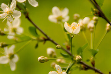 White blossoming branches of cherry fruit tree, close-up, green blurred background. Copy of space