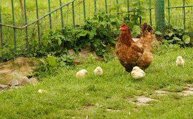 Chicken with chicks
