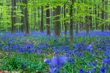 Carpet of bluebell flowers (Hyacinthoides non-scripta) during springtime in the 'Hallerbos' in Halle, Belgium