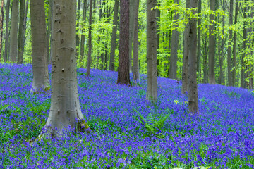 Beautiful scenery of the 'Hallerbos' in Belgium with several beech trees and carpet of blooming bluebell flowers