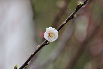 branch of a willow