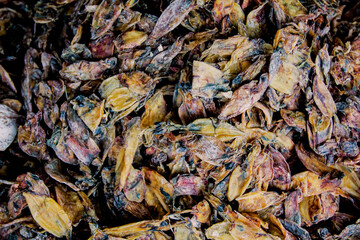 Dried seafood on the market in Bangkok, Thailand