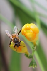 bee on yellow flower