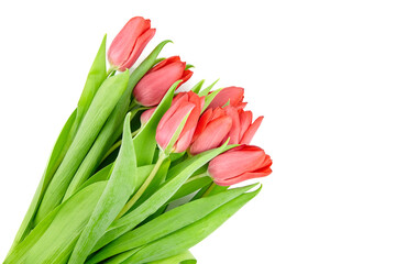 Red tulips flowers isolated on white background