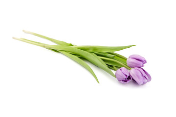 Purple flowers, tulips isolated on white background