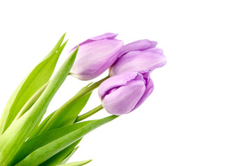 Purple tulip flowers isolated on white background