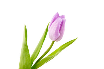 Purple flower, tulip isolated on white background