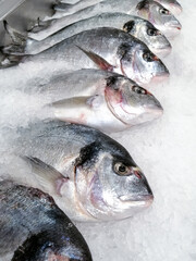 Sea bream fish, dorado fish