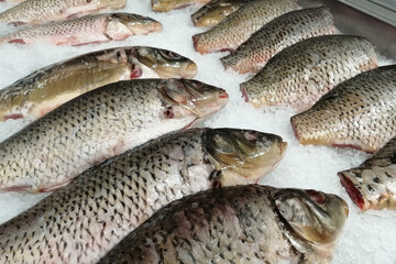 Carp fish, raw fresh gutted carp fish on ice background