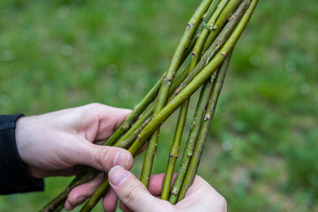 Making of traditional braided whip from pussywillow twigs for Easter Monday. Whip is known as "pomlazka", "tatar" or "karabáč" in Czech republic.
