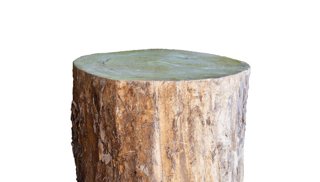 front view cut tree trunk background