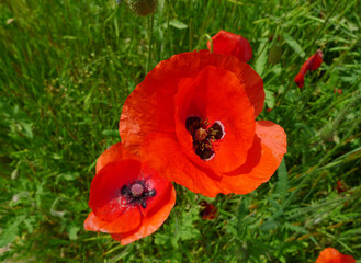 red poppy field