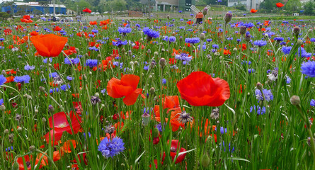 poppy and cornflower in the filed