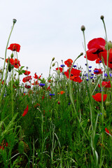 poppy and cornflower in the filed