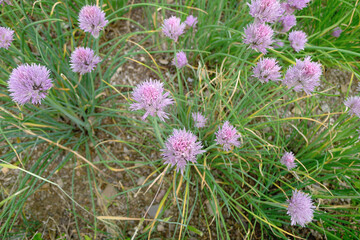 light violet chives on the ground
