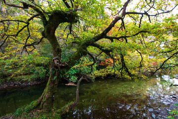 Scottish Forest in the Trossachs National Park