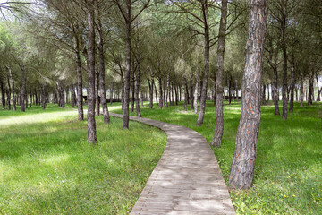 Wooden path in the Mediterranean pine forest for hiking trails