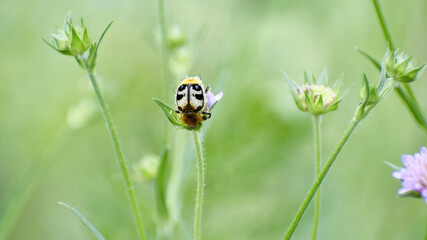 Common beetle in the wild on a wildflower on a summer day, close-up. Beautiful wild beetle on a flower.